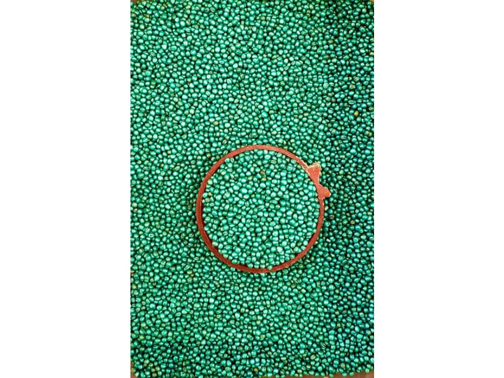 배추는 씨앗도 푸르구나! 썸네일