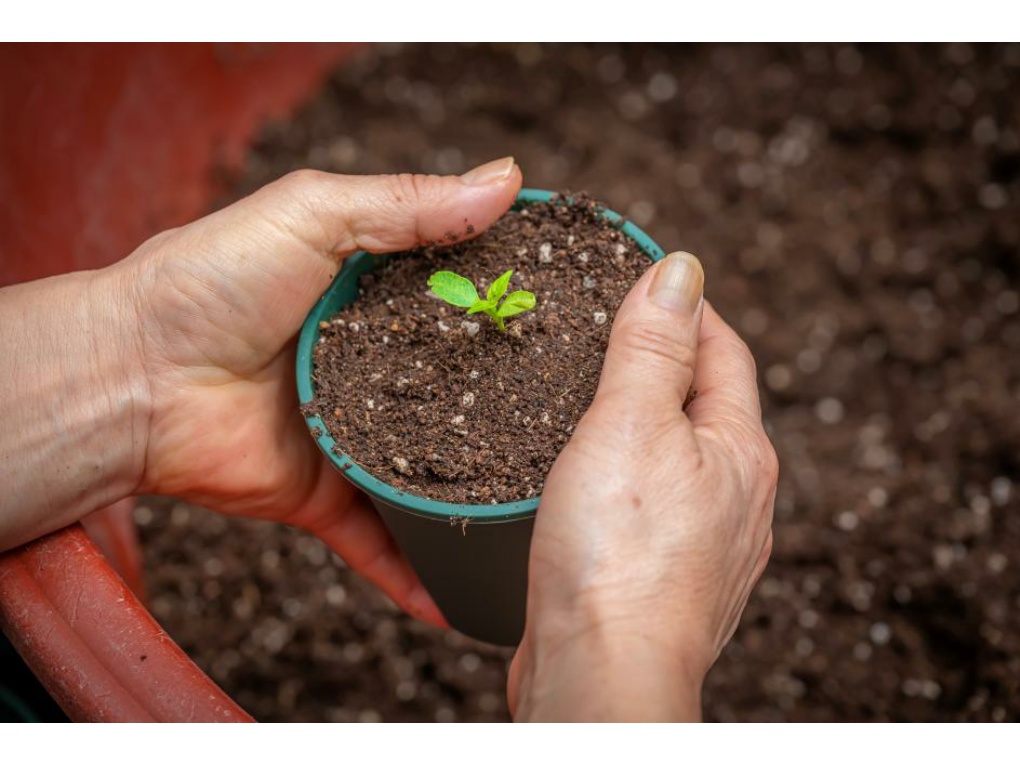 위대한 탄생 썸네일