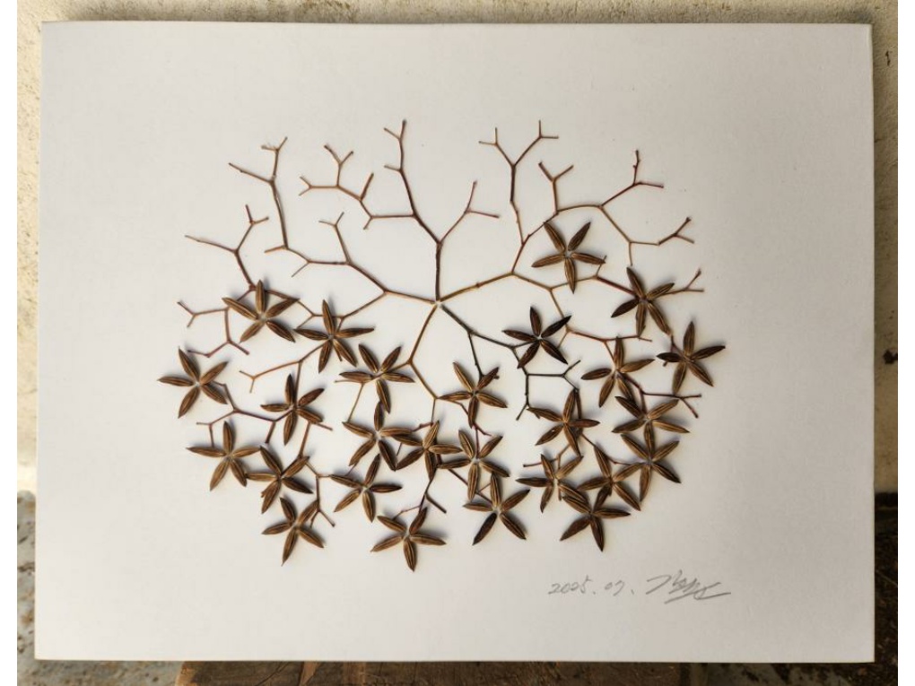 자연물드로잉-왕보리수씨앗 썸네일