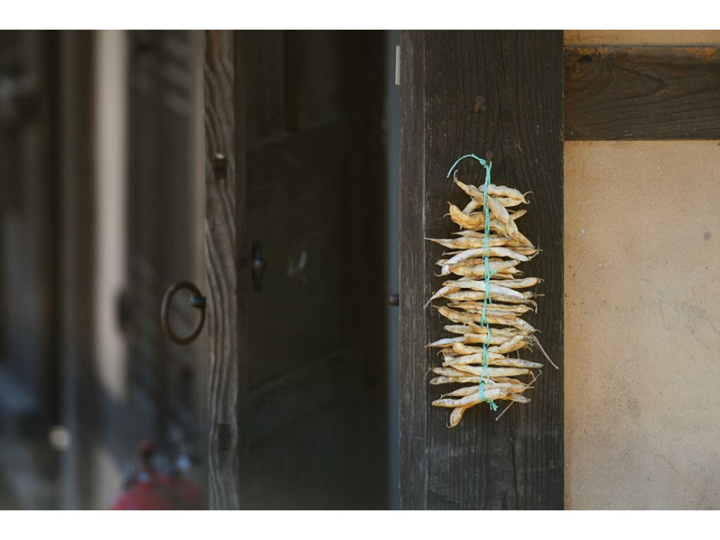 강낭콩 종자 썸네일