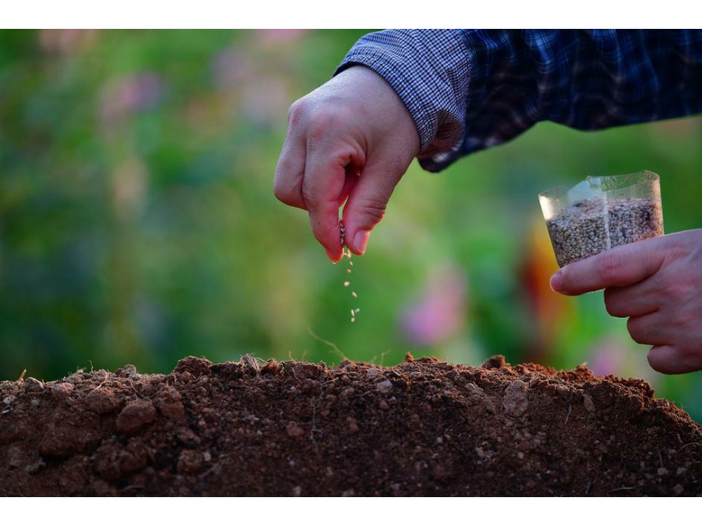 참깨씨 뿌리기 썸네일