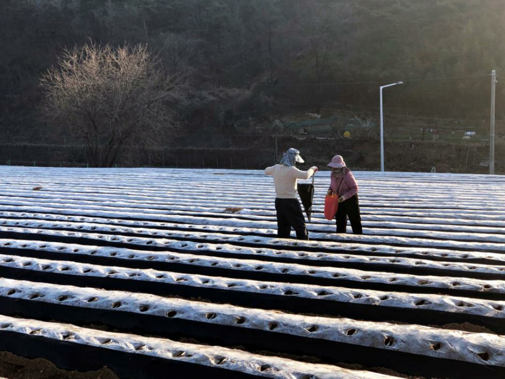 씨감자 파종작업 썸네일